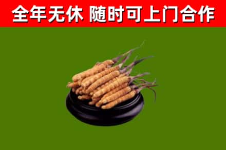 朝阳市回收冬虫夏草